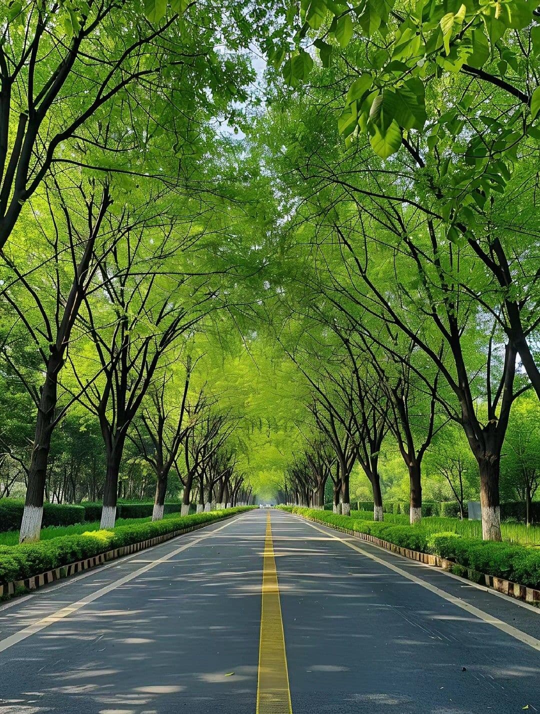 Lâm nghiệp Haluta
